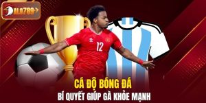 cá độ bóng đá