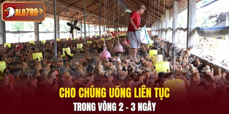 Cho chúng uống liên tục trong vòng 2 - 3 ngày