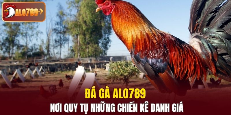 Đá gà Alo789 nơi quy tụ những chiến kê danh giá