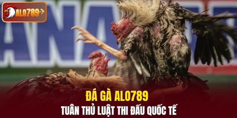 Đá gà Alo789 tuân thủ luật thi đấu quốc tế