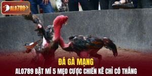 Đá gà mạng