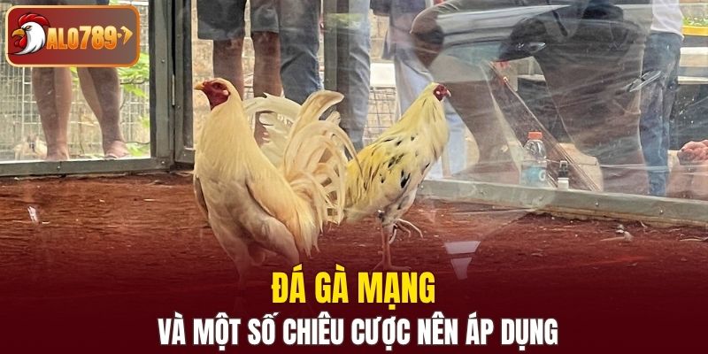 Đá gà mạng và một số chiêu cược nên áp dụng