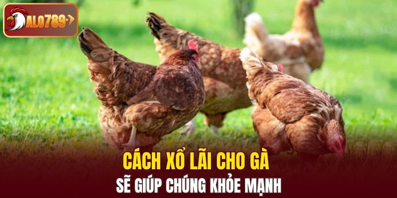 Dùng cách xổ lãi cho gà sẽ giúp chúng khỏe mạnh