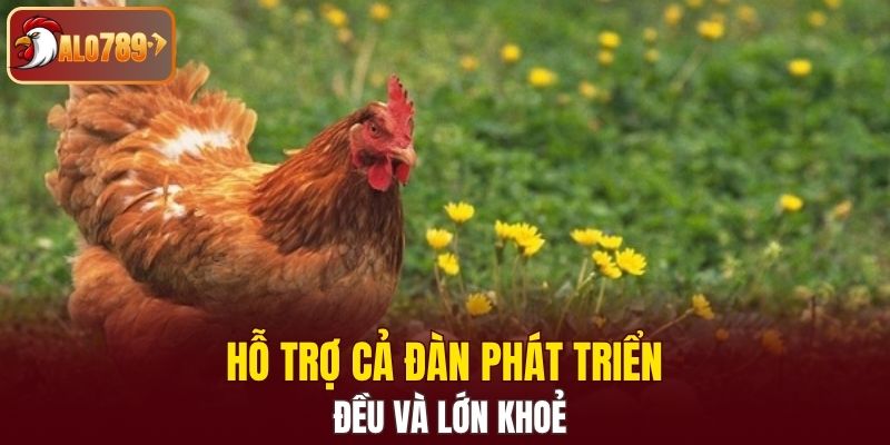 Hỗ trợ cả đàn phát triển đều và lớn khoẻ